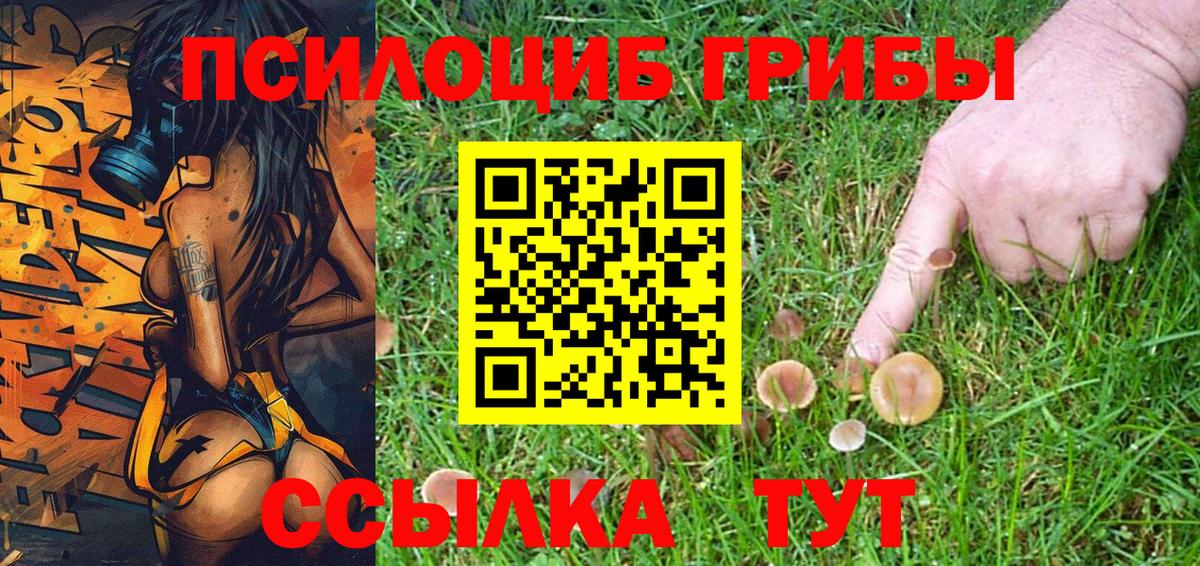 Галлюциногенные грибы Psilocybe Топки