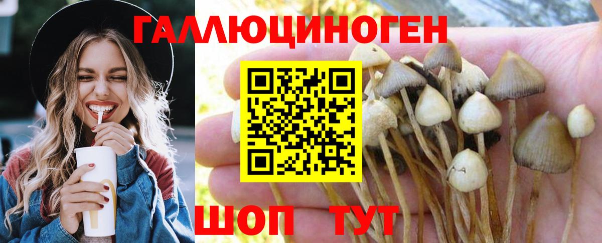 Топки  Псилоцибиновые грибы Psilocybe  Вход с VPN 